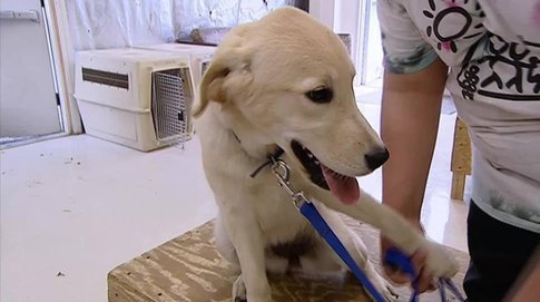 Overcoming Challenges by Interacting with Animals